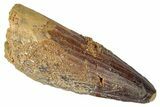 Fossil Spinosaurus Tooth - Real Dinosaur Tooth #346285-1